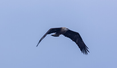 Grey-headed fish (Ichthyophaga ichthyaetus) eagle flying in sky for fishing.