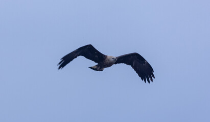 Grey-headed fish (Ichthyophaga ichthyaetus) eagle flying in sky for fishing.