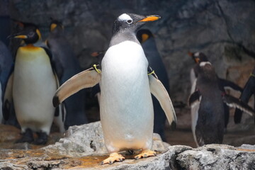 ジェンツーペンギン