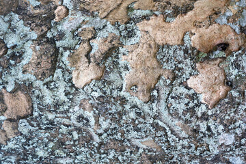 Colors of Liken in nature for background.