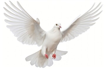 Fototapeta premium Wedding doves animal flying white.