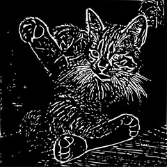 black and white cat