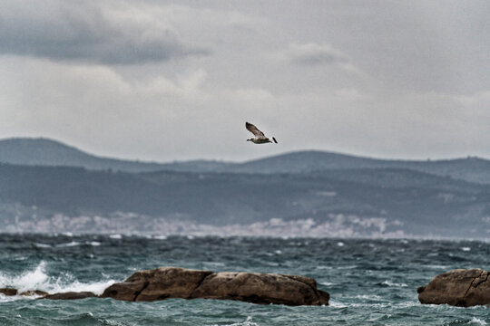 Seagull at the Storm