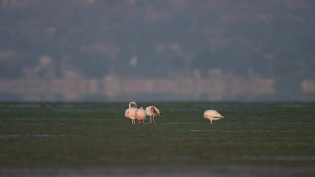 Beautiful Flamingos Preening in a Wetland at Dawn