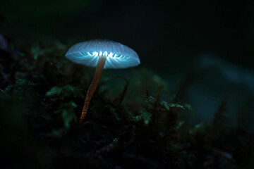 Fototapeta premium a mushroom with a glowing tail on a mossy surface