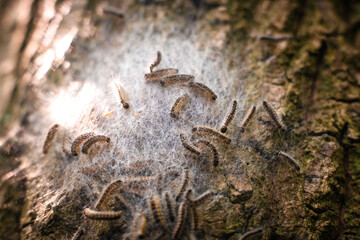Nest von Eichenprozessionsspinnern an einer Eiche in Düsseldorf, Deutschland