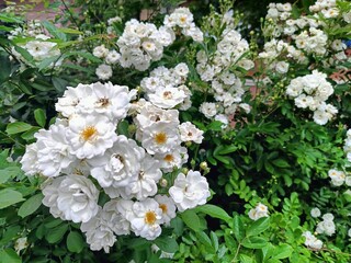 a low-growing white rose with yellow stamens is blooming