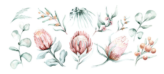 Set of watercolor protea flower and tropical leaves, hand painted illustration of exotic australian and african floral elements isolated on a white background.