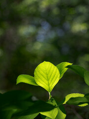 新緑