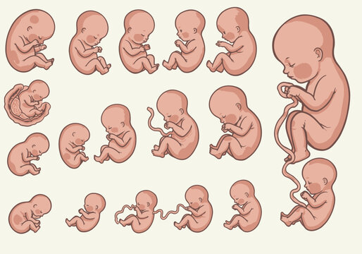 Illustration of Human Embryo Development Stages