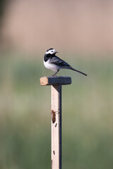 a wagtail on a wood pole