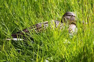 female duck sits in green grass