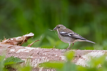 female chaffink with nesting material in its beak