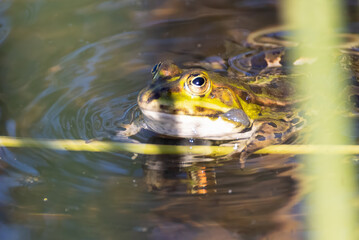 water frog in a pond