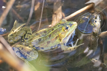 water frog in a pond