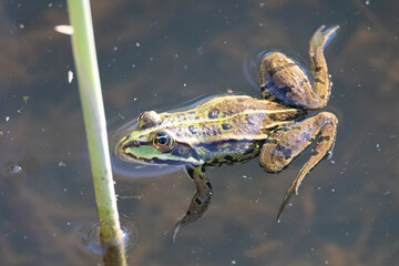 water frog in a pond