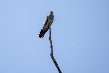 a cuckoo sits in a tree 
