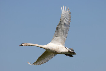 flying swan in the blue sky