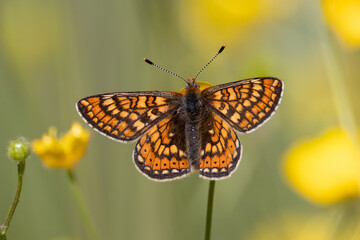 Scabious Fritillary on a yellow flower