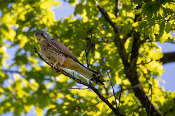 a kestrel on a tree