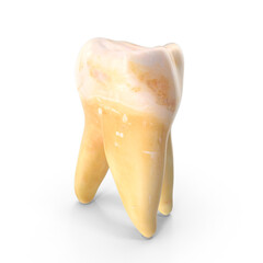 Tooth Isolated on Transparent Background