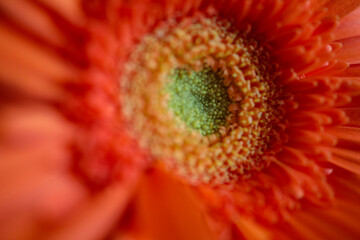 macro close up flores laranjas 