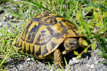 a large Hermann's tortoise walks in the green grass large