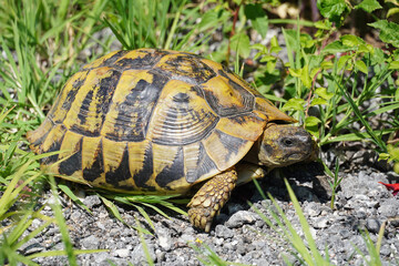 a large Hermann's tortoise walks in the green grass large