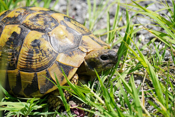 a large Hermann's tortoise walks in the green grass large