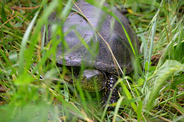 a marsh turtle sits in the green grass and hides in its shell