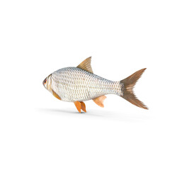 Roach Fish Isolated on Transparent Background © Realistic PNG