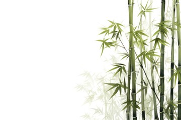 Fototapeta premium Bamboo jungle backgrounds plant white background.