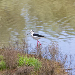 The black-winged stilt (Himantopus himantopus) is a widely distributed, very long-legged wader in the avocet and stilt family Recurvirostridae