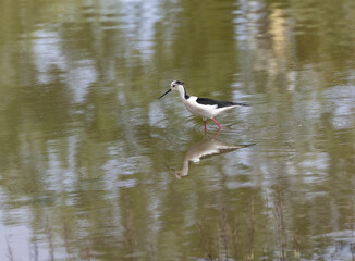 The black-winged stilt (Himantopus himantopus) is a widely distributed, very long-legged wader in the avocet and stilt family Recurvirostridae