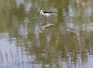 The black-winged stilt (Himantopus himantopus) is a widely distributed, very long-legged wader in the avocet and stilt family Recurvirostridae
