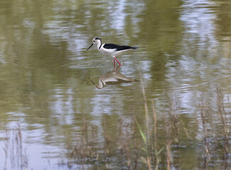 The black-winged stilt (Himantopus himantopus) is a widely distributed, very long-legged wader in the avocet and stilt family Recurvirostridae