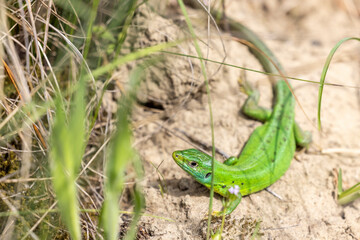 Male western green lizard hunting (Lacerta bilineata)
