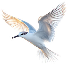 Naklejka premium Bird flying overhead isolated on transparent background