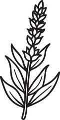 heather flower line art, black outline, vector and illustration, coloring book page line art drawing