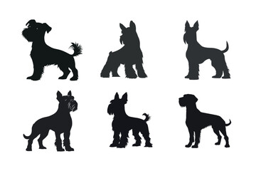 Six miniature schnauzer silhouettes in different poses