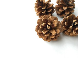 Four beautiful fir cones on a white background. Close-up of fir cones. Texture of fir cones