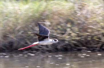 The black-winged stilt (Himantopus himantopus) is a widely distributed, very long-legged wader in the avocet and stilt family Recurvirostridae