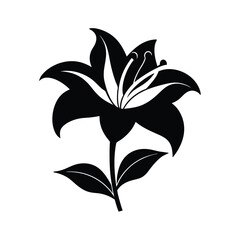 lily of the silhouette on white background