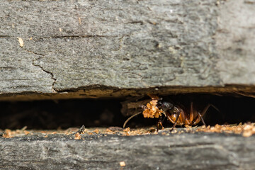 A Carpenter Ant removing frass from within its colony.