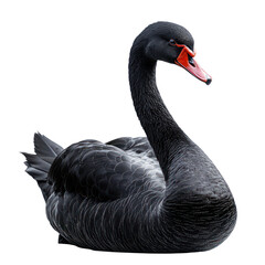 Obraz premium Black swan profile isolated on transparent background
