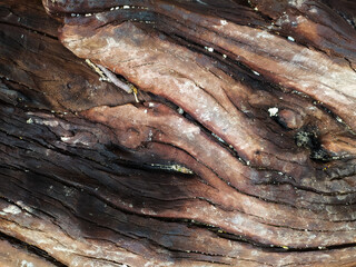 Unique wood surface texture stock photo.