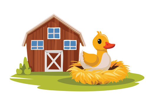 Cute Duckling in Nest by Barn