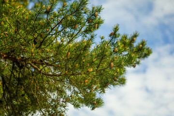 Close-up of a pine branch with pine cones against a blue sky