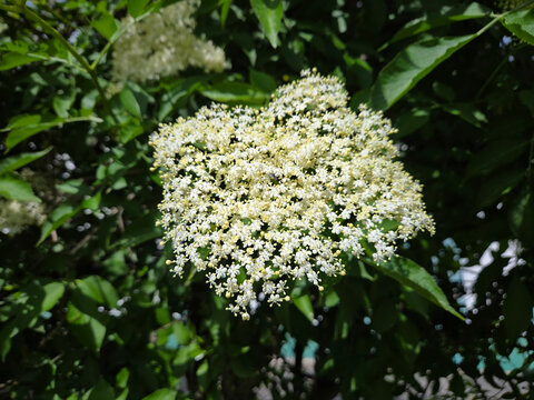 Die wei&szlig;en Bl&uuml;ten des Holunder Sambucus Strauch