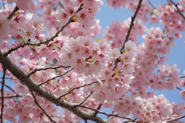 Obraz premium Japanese cherry sakura blossom tree garden pink flowers move wind. AI Generative